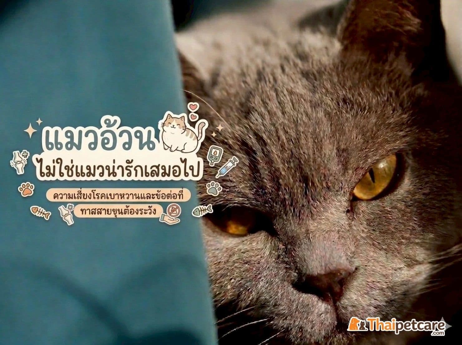 "แมวอ้วนไม่ใช่แมวน่ารักเสมอไป"  ความเสี่ยงโรคเบาหวานและข้อต่อที่ทาสสายขุนต้องระวัง