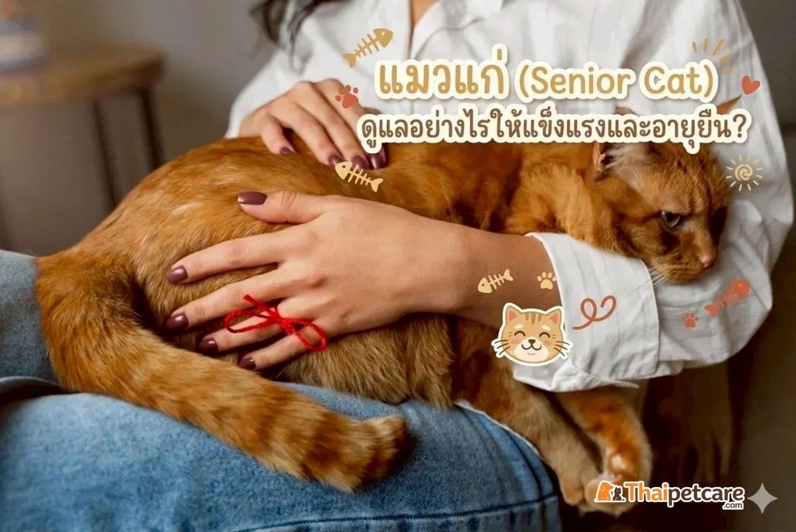 แมวแก่ (Senior Cat) ดูแลอย่างไรให้แข็งแรงและอายุยืน?