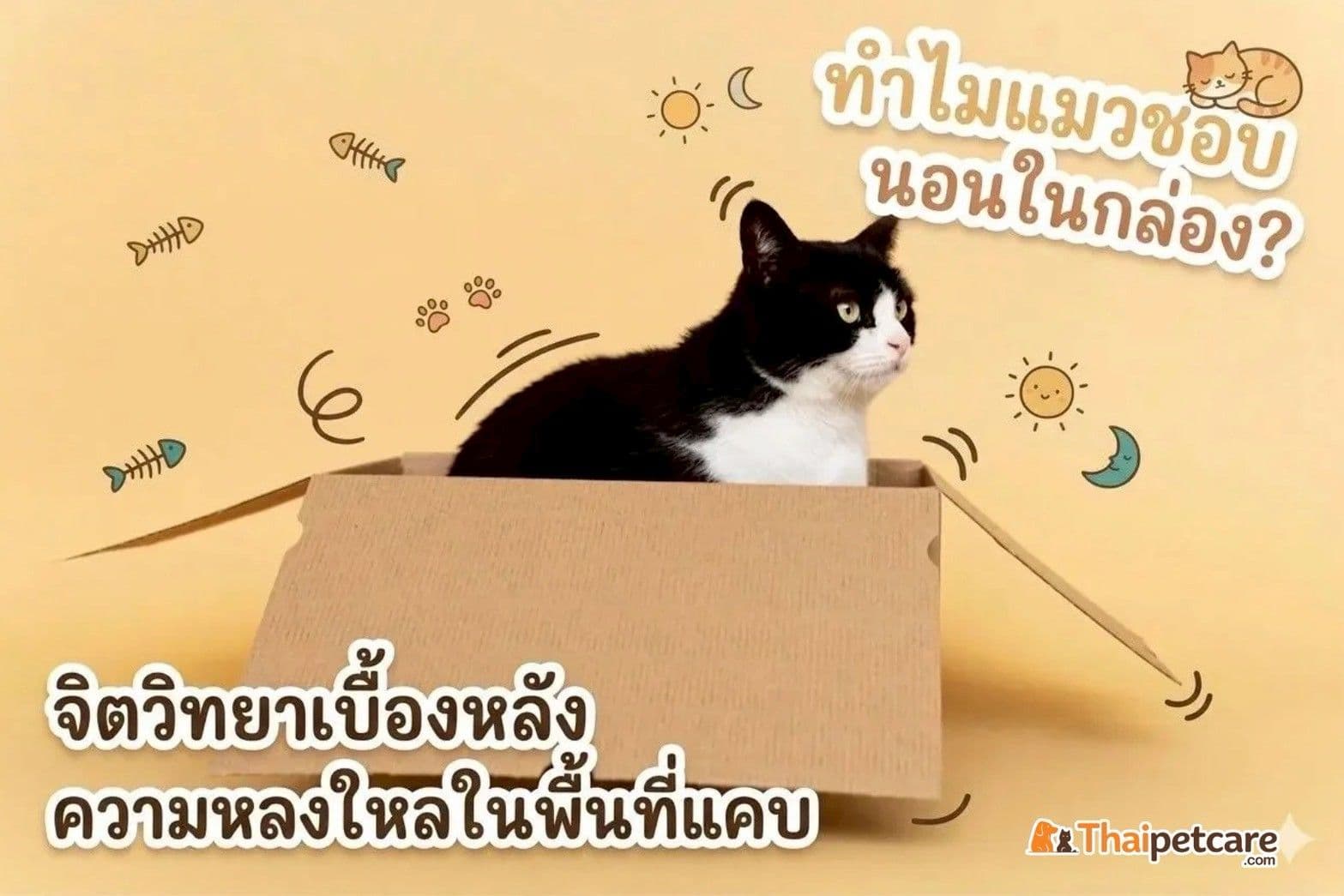 ทำไมแมวชอบนอนในกล่อง? จิตวิทยาเบื้องหลังความหลงใหลในพื้นที่แคบ
