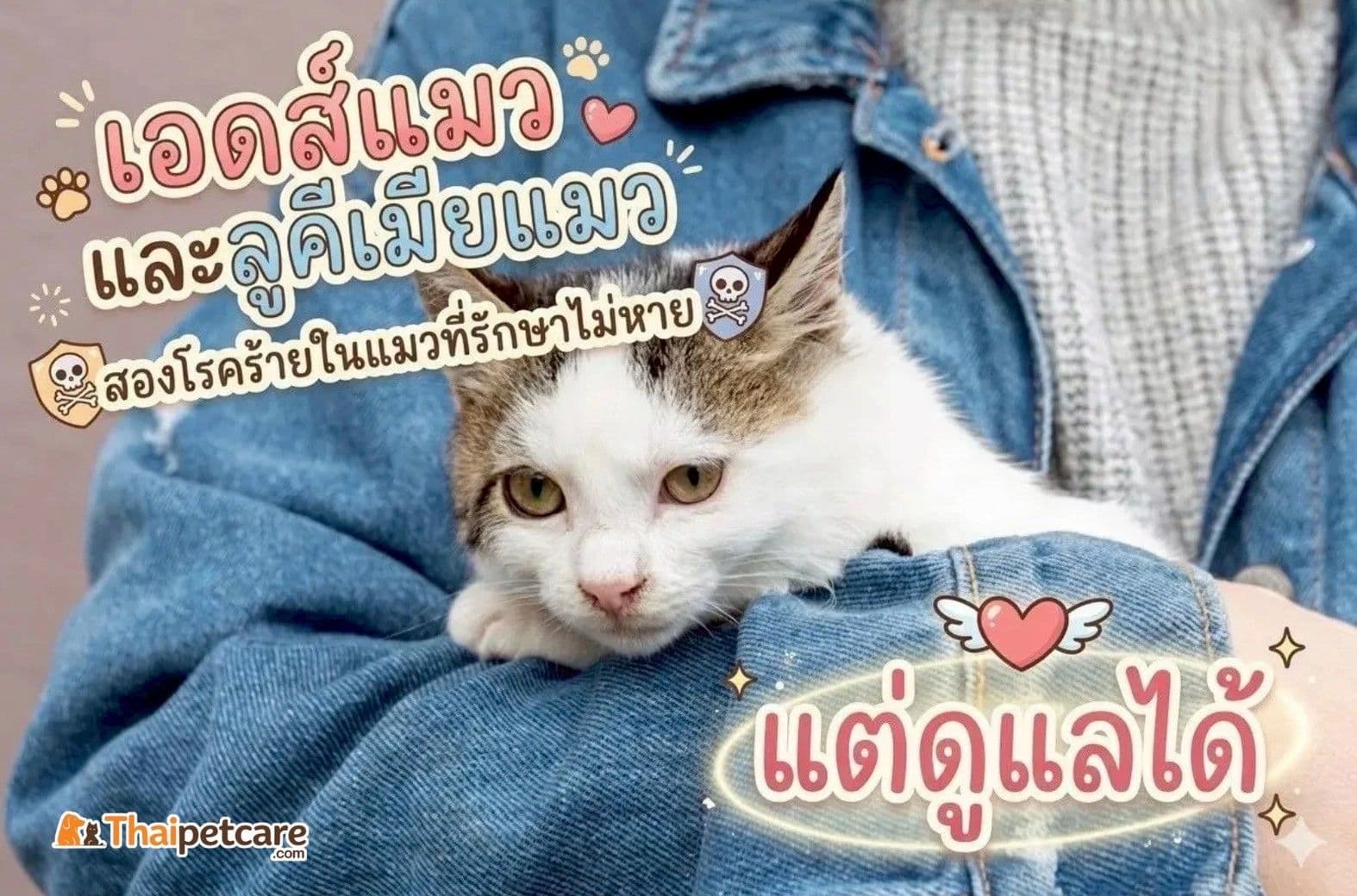 เอดส์แมว และลูคีเมียแมว  สองโรคร้ายในแมวที่รักษาไม่หาย แต่ดูแลได้