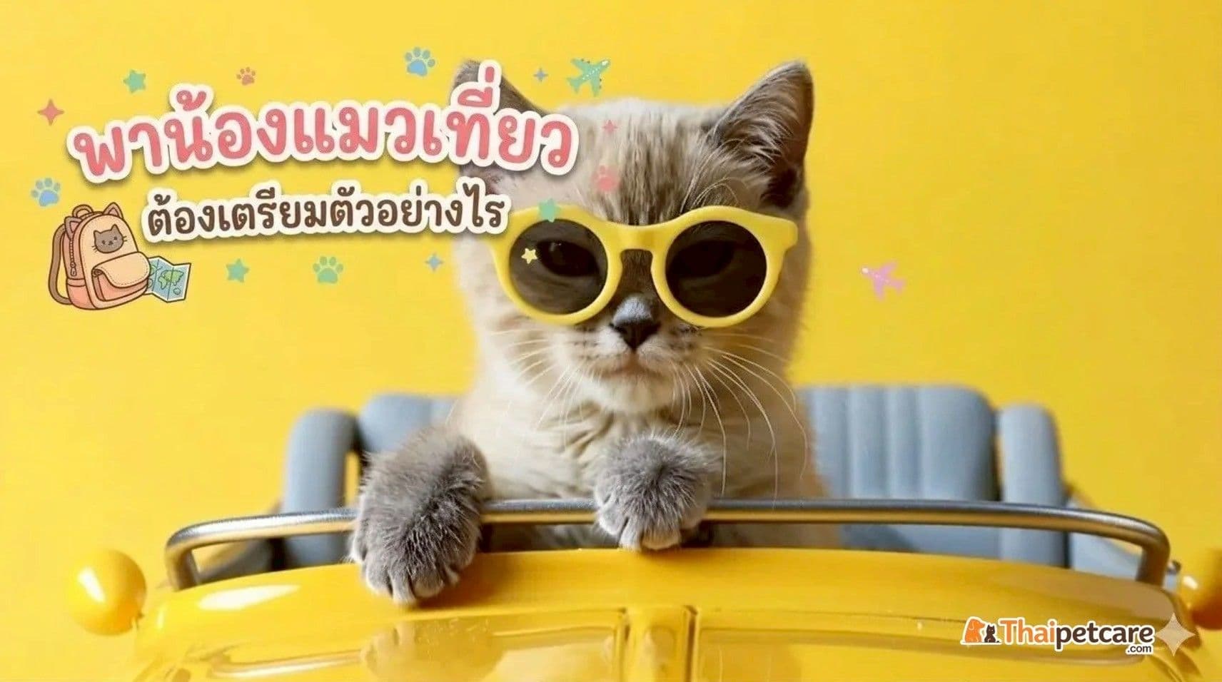 พาน้องแมวเที่ยว ต้องเตรียมตัวอย่างไร