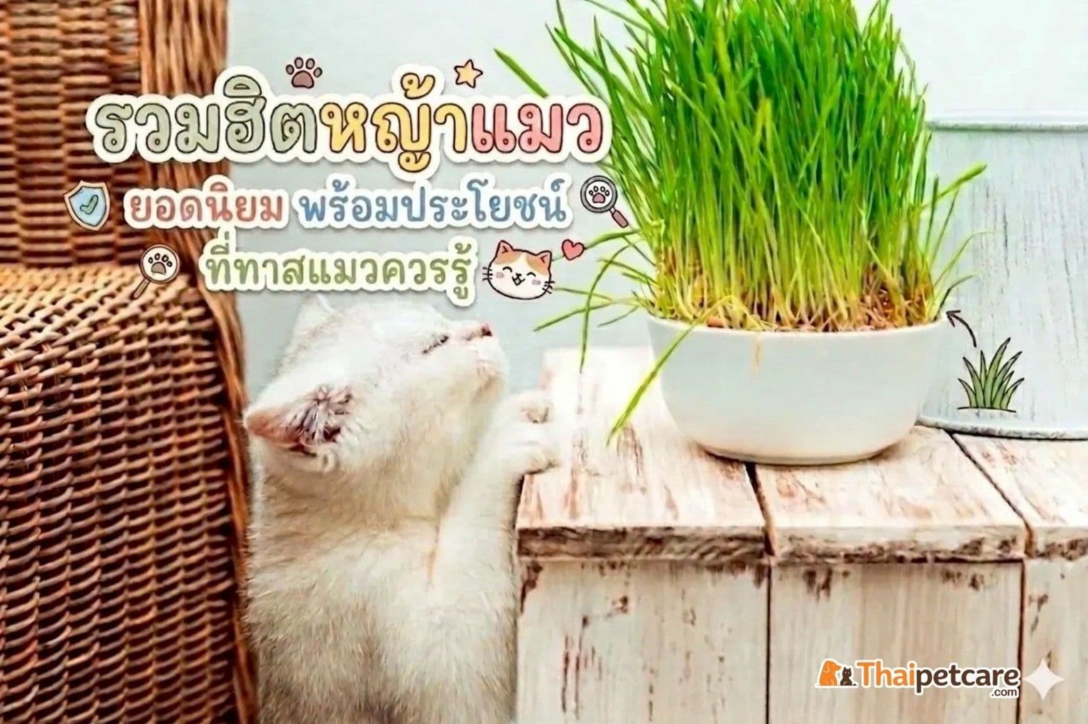 "รวมฮิตหญ้าแมว" ยอดนิยม พร้อมประโยชน์ที่ทาสแมวควรรู้