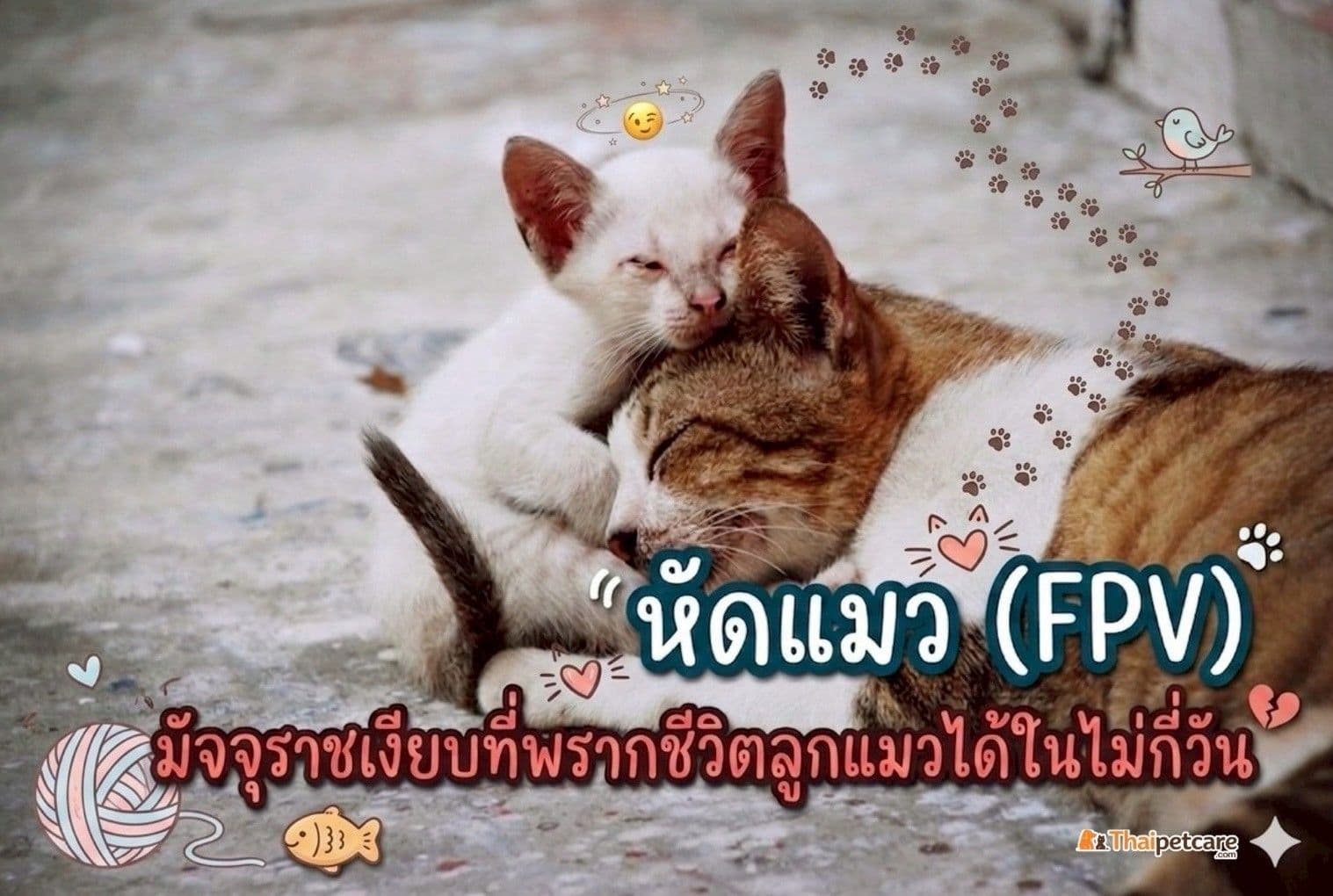 หัดแมว (FPV): มัจจุราชเงียบที่พรากชีวิตลูกแมวได้ในไม่กี่วัน