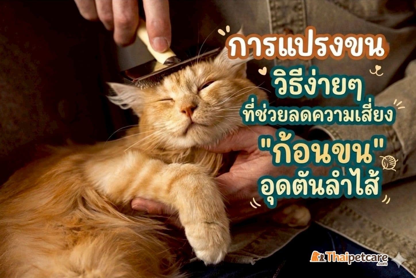 การแปรงขน: วิธีง่ายๆ ที่ช่วยลดความเสี่ยง "ก้อนขน" อุดตันลำไส้