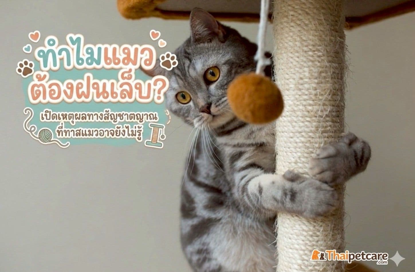 ทำไมแมวต้องฝนเล็บ? เปิดเหตุผลทางสัญชาตญาณที่ทาสแมวอาจยังไม่รู้