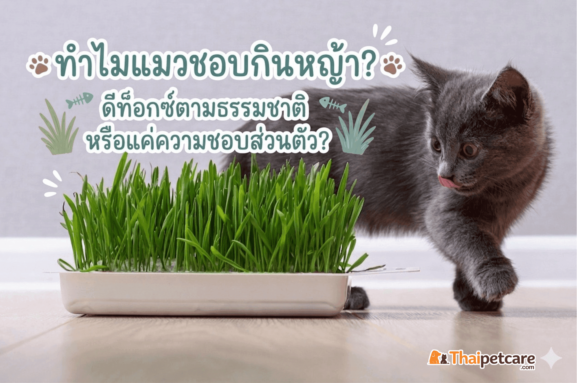 “ทำไมแมวชอบกินหญ้า”  ดีท็อกซ์ตามธรรมชาติ หรือแค่ความชอบส่วนตัว