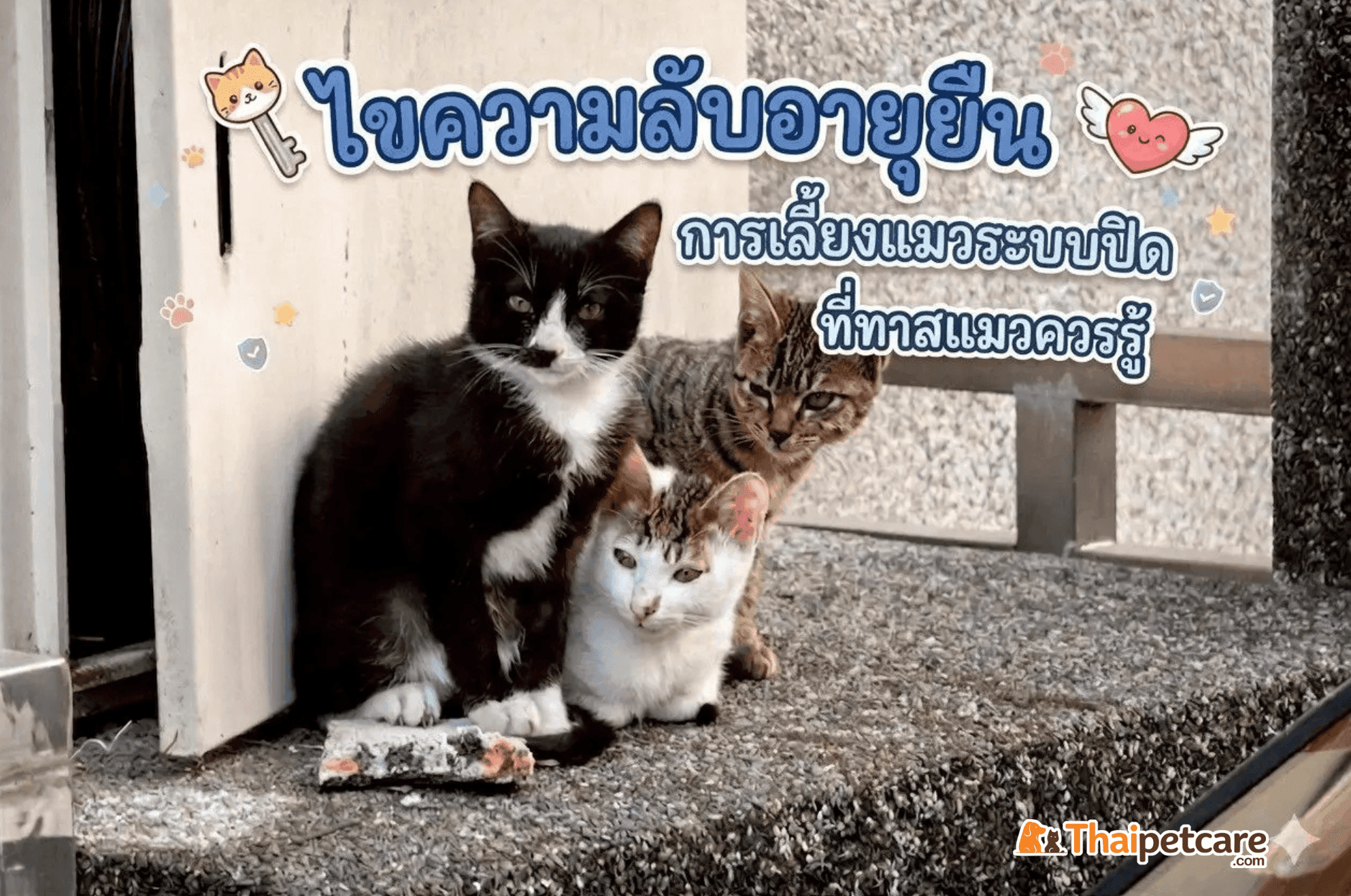 ไขความลับอายุยืน : หัวใจสำคัญของการเลี้ยงแมวระบบปิดที่ทาสแมวควรรู้