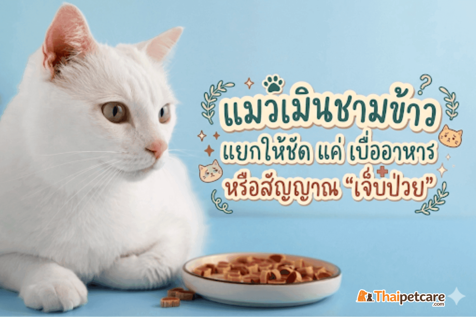 "แมวเมินชามข้าว"  แยกให้ชัด  แค่ "เบื่ออาหาร" หรือสัญญาณ “เจ็บป่วย”
