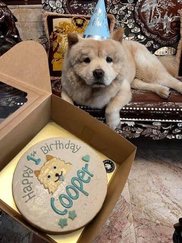 ด็อกเกอรี่คาเฟเพ็ทเดลี่ (Dogkery Cafe Pet Deli) รูปภาพที่ 8