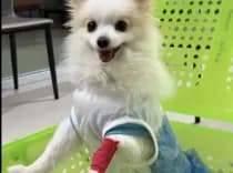 คลินิกรักษาสัตว์ แอนิมอล แพลนเนท