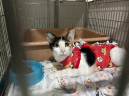 No alternative text provided